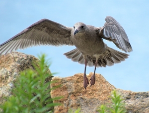 Class B 2nd: Gray Seagull Landing by Charles Hall