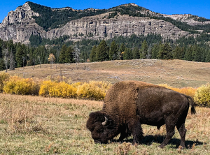 Grazing Buffalo in Yellowstone National Park - Photo by Quannah Leonard