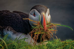 Grazing in the Grass, - Photo by John McGarry