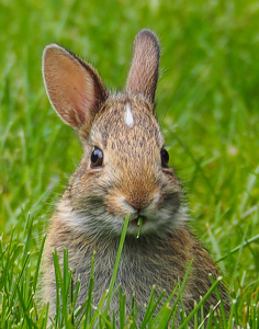 Grazing In The Grass - Photo by Marylou Lavoie