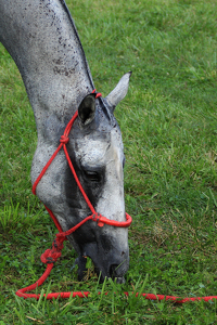 Grazing In The Grass - Photo by Bill Latournes