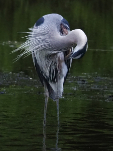 Great blue heron pruning - Photo by Quyen Phan