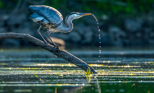 Salon 2nd: Great Blue Heron Sipping Water by Libby Lord