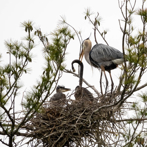 Great Blue Heron with dinner - Photo by Nancy Schumann