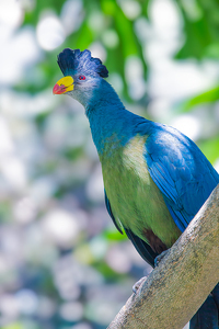 Great Blue Turaco - Photo by Ian Veitzer