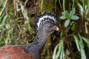 Class B 2nd: Great Curassow by Alison Wilcox