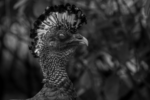 Great Curassow - Photo by Chris Wilcox