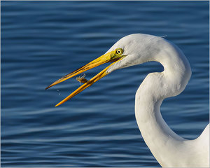 Salon HM: Great Egret Juggling a Brine Shrimp by John Straub