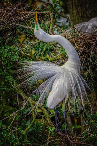 Great Egret Preening - Photo by John McGarry