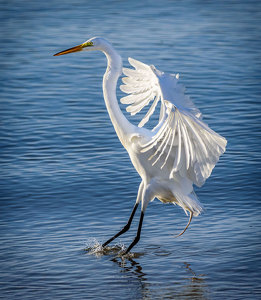 Great Egret Touchdown - Photo by John Straub