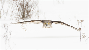 Great Horned Owl in Flight - Photo by Danielle D'Ermo