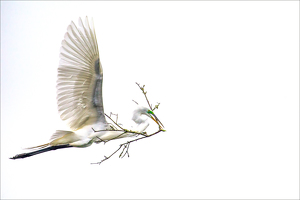 Great White Egret in Flight with Nesting Material - Photo by Danielle D'Ermo