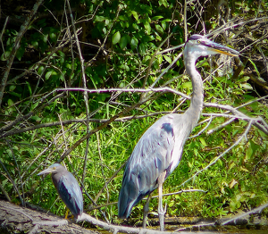 Green and Great Blue Hanging Out - Photo by Gary Gianini