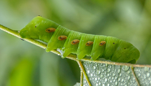 Class A 1st: Green Caterpiller by William Latournes