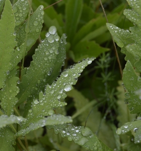 Green Dew - Photo by Cheryl Picard