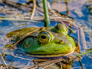 Green Frog - Photo by Frank Zaremba MNEC