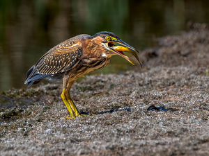 Green Heron Down The Hatch - Photo by Frank Zaremba MNEC