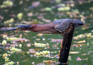 Class B 2nd: Green Heron on the hunt by Alison Wilcox