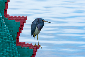 Green Heron - Photo by Aadarsh Gopalakrishna