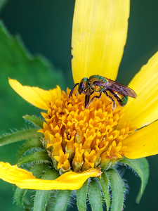 Class B 1st: Green sweat bee by Robert McCue