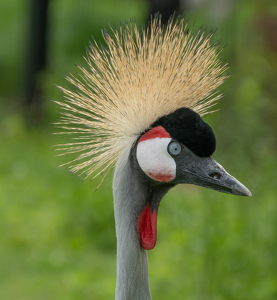 Grey Crowned Crane - Photo by Kevin Hulse