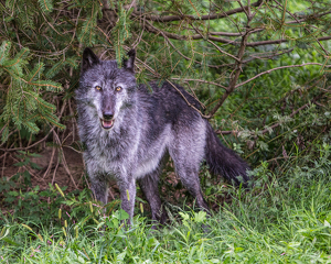 Salon 2nd: Grey Wolf by Susan Poirier