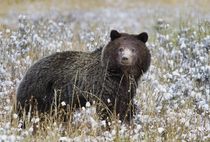 Grizzly bear in snow covered meadow - Photo by Danielle D'Ermo