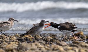 Grumpy Oystercatcher - Photo by Alison Wilcox