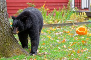 Guilty Looking Pumpkin Poacher - Photo by John McGarry