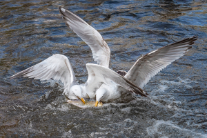 Gulls Fighting Over Herring - Photo by Lorraine Cosgrove