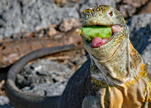 Gumming Prickly Cactus Fruit into Submission - Photo by Eric Wolfe