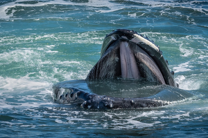 HUMPBACK WHALE LUNGE FEEDING - Photo by Lorraine Cosgrove