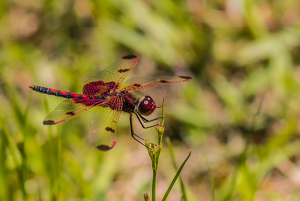 Hang On by Marylou Lavoie