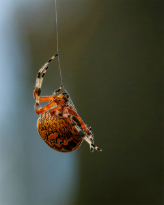Hanging by a Thread - Photo by Eric Wolfe