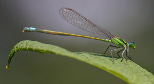 Hanging Out On A Leave - Photo by Bill Latournes