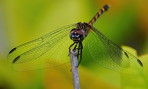 Hanging Out - Photo by Linda Fickinger