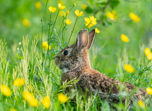 Class B HM: Happy As A Cottontail In A Field Of Buttercups by Alison Wilcox