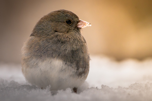 Harbinger of Winter - Photo by Chris Wilcox