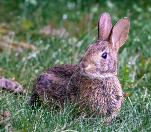 Hare Goes There - Photo by Mary Anne Sirkin