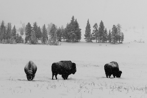 Salon 2nd: Harshness in Yellowstone by Donna JW Griffiths