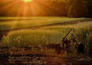 Harvest Sunset - Photo by Frank Zaremba MNEC