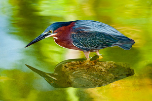 Class B 2nd: Have you seen my twin?  Green Heron - Punta Cana, DR by Aadarsh Gopalakrishna