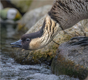 Hawiian Gooseneck - Photo by John Straub