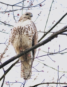 Hawk Above - Photo by Quyen Phan