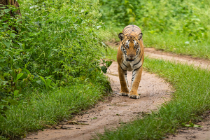 Head on with a Tiger , Kabini Forest, India - Photo by Aadarsh Gopalakrishna