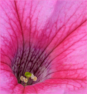 Heart of Pink - Photo by John Straub