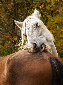 Helping a Friend - Photo by Linda Miller-Gargano