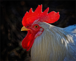 Henhouse Heart Throb - Photo by John McGarry