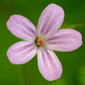 Herb Robert - Photo by John McGarry