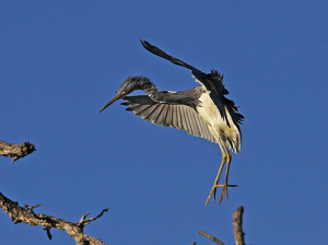 Here I come - Photo by Ron Thomas